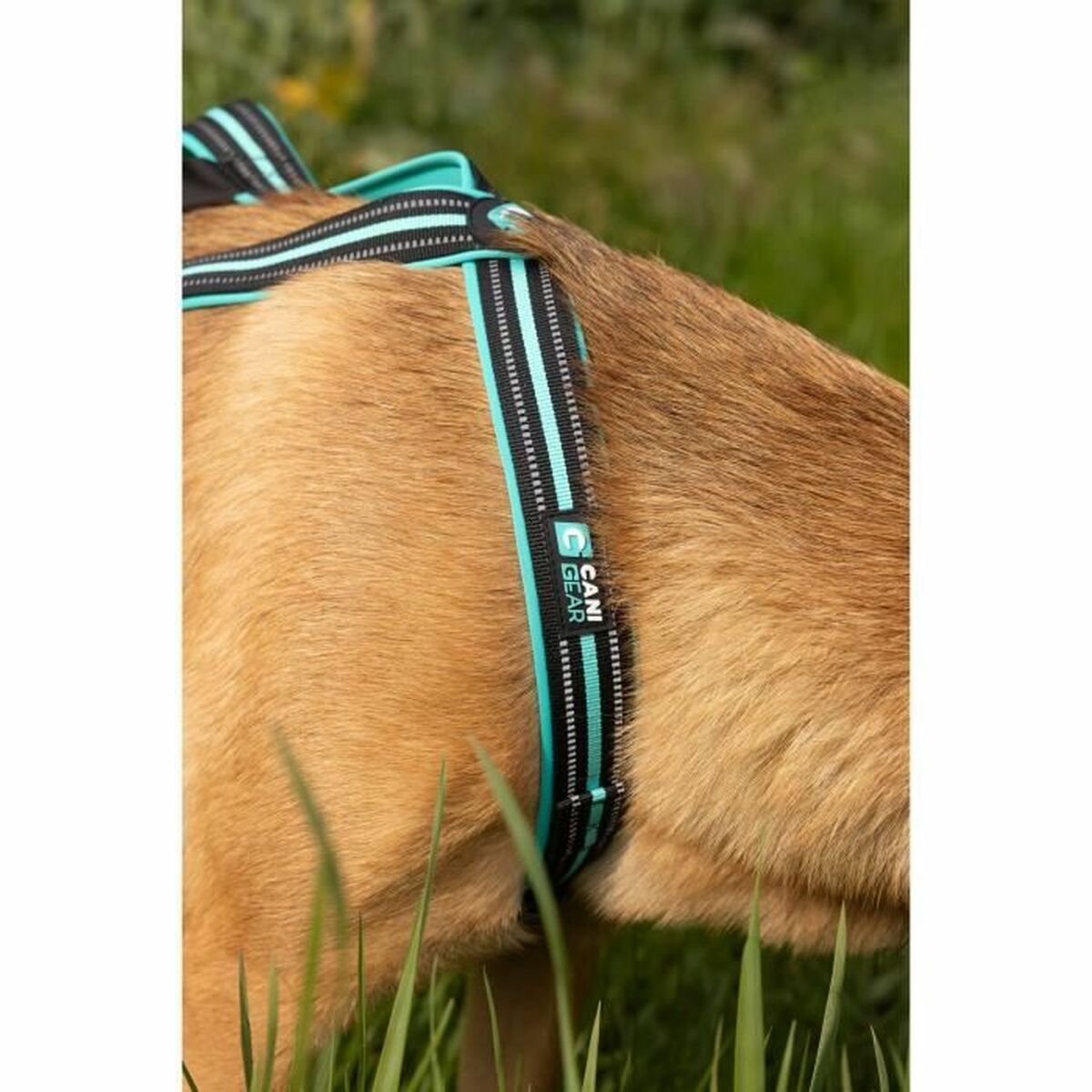 Dog Harness Olympia M-1