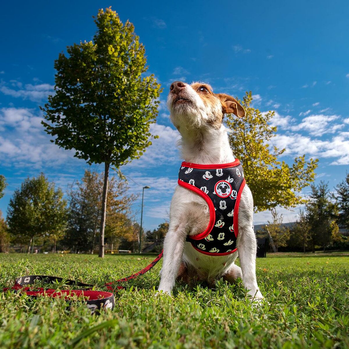 Dog Harness Mickey Mouse S/M-2