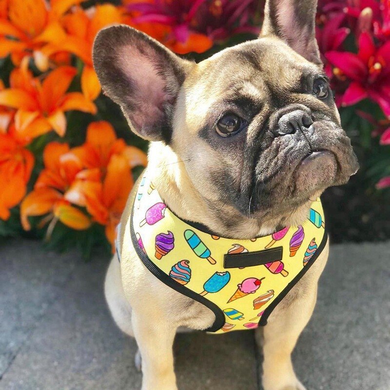 Breathable Small Dog Pet Harness Puppy Cat Vest Harness Collar For Chihuahua Pug Bulldog Cat arnes perro